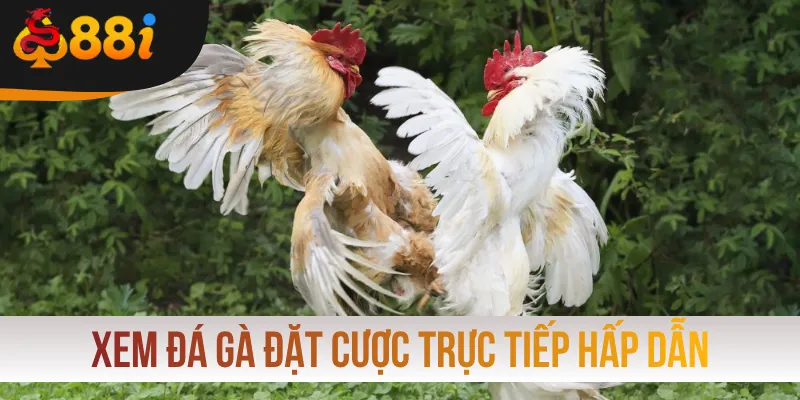 Xem đá gà đặt cược trực tiếp hấp dẫn